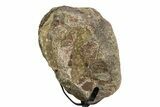 Fossil Ornithischian Dinosaur Vertebra with Metal Stand - Colorado #354327-2